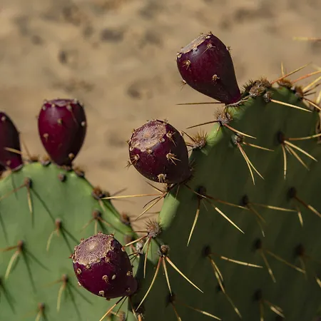 Lägenhet Menada Dune